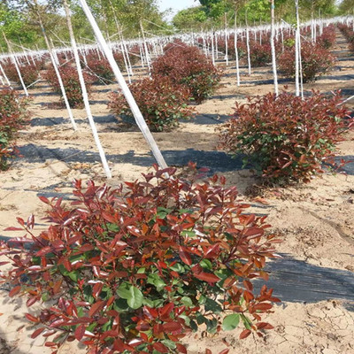 西安周至縣農(nóng)戶種植苗木花卉批發(fā)基地