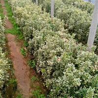 供應(yīng)金邊黃楊_高度40公分_濰坊種植地_冠幅20公分 | 青州市恒景花卉苗木專業(yè)合作社
