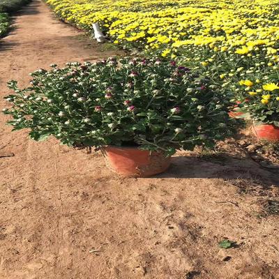 綠葉碧桃粉黛亂子草花海小苗批發(fā)山東青州花苗種苗馬鞭草粉黛亂子草營(yíng)養(yǎng)杯苗青州山合水