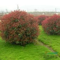 供應(yīng)紅葉石楠_冠幅300公分_常州種植地 | 溧陽(yáng)市天目湖鎮(zhèn)毛尖花卉苗木基地