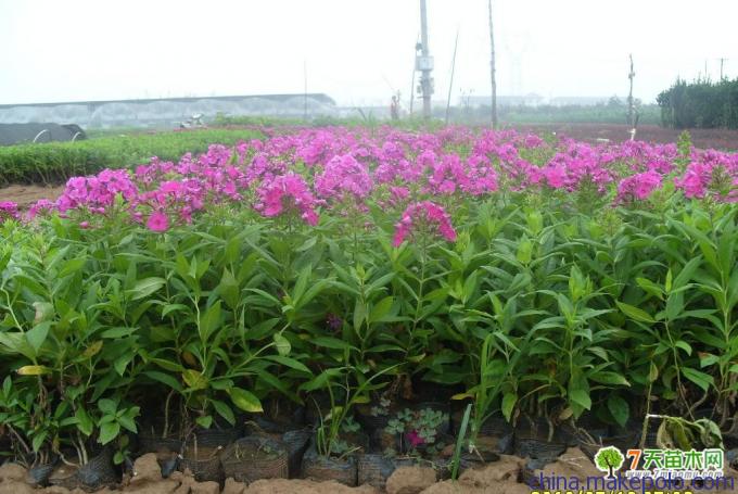 山西宿根叢生福祿考種植基地青州市向陽(yáng)花卉苗木合作社