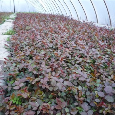 花卉、苗木,農產品種植、銷售及技- 南陽市慶豐苑月季