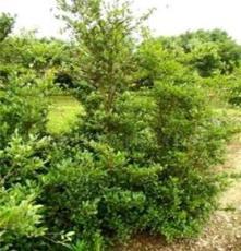 瀏陽(yáng)市鑫森花卉苗木種植專業(yè)合作社