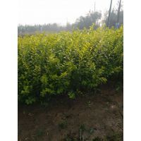 【蘇州40公分金葉女貞種苗種植基地圖片】蘇州40公分金葉女貞種苗種植基地 - 沭陽(yáng)李老大花卉苗木中心