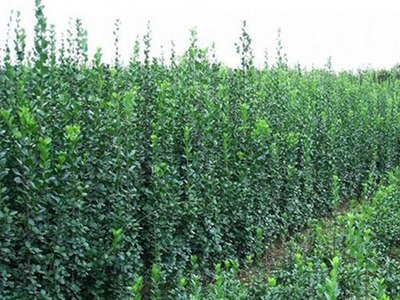 丷丶宿根花卉種植基地//山東綠化苗木種植//山東草花種植基地-青州市青城花卉苗木提供丷丶宿根花卉種植基地//山東綠化苗木種植//山東草花種植基地的相關介紹、產品、服務、圖片、價格【抗寒之王在此!】山東羽衣甘藍批發【山東羽衣甘藍供應商】、月季種植基地、草花種植基地、冬青種植基地、青州草花價格、黃樓草花基地、