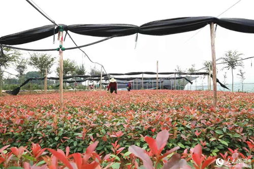 美了鄉村富了民 瀏陽永安新建一個140畝花卉苗木基地