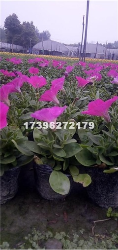 【成都矮牽牛價(jià)格 成都矮牽牛供應(yīng) 成都花卉 綠化工程花卉 四川矮牽牛基地 成都矮牽牛批發(fā) 郫都區(qū)名川園藝場供應(yīng)供應(yīng)|花卉、苗木種植、苗木銷售。長期供應(yīng)各類綠化工程用苗成都市郫都區(qū)名川園藝場商鋪