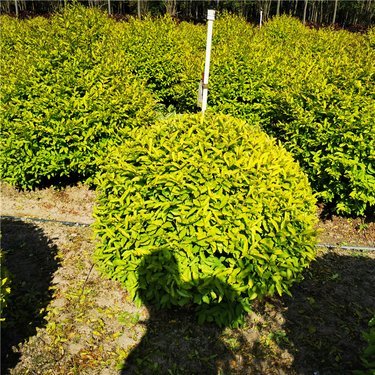 常州苗木最大市場(chǎng)基地