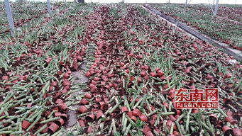 福建 九湖一花卉廠房23萬(wàn)株盆栽慘遭 滅門