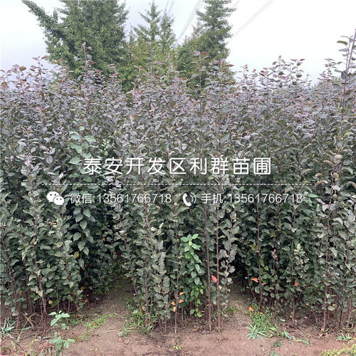 【山東煙富8號蘋果樹苗、煙富8號蘋果樹苗價格】- 