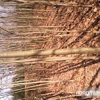出售各種苗木及花卉河南 信陽河南潢川友好苗圃產品供應第2頁