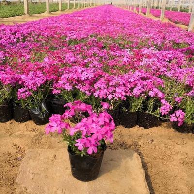 【芝櫻花卉市場批發 利津芝櫻廠家直銷 綠化苗木工程】 - 青州市承玉花卉苗木種植專業合作社