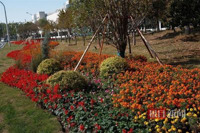 完成50.4千米路段景觀環境整治,湖北路橋助力濕地公約大會舉行