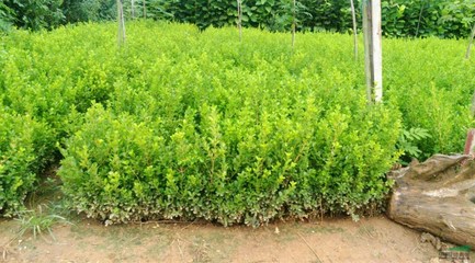 青州立彩花卉苗木專業合作社