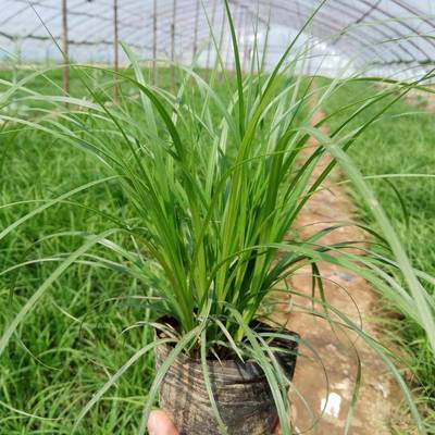 青州市茗茜花卉苗木專業合作社