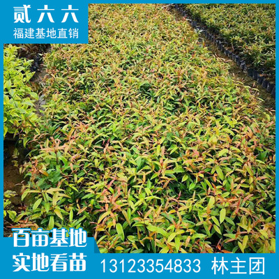 紅車廠家直銷地被袋苗 紅鱗蒲桃批發 庭院花壇園林綠化工程苗木