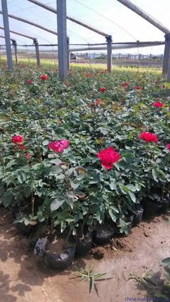 云南 藤本月季 種植批發基地-山東青州向陽花卉苗木合作社