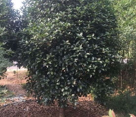 潢川縣綠海花木種植專業(yè)合作社