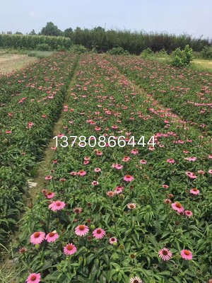蛇莓|草花地被|綠化苗木|供應信息|597苗木網