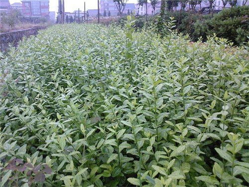 山東濰坊扶芳藤種植基地大量低價出售40cm以上扶芳藤樹苗 青州市萬綠花卉苗木專業合作社 綠