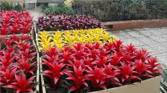 鳳梨種植基地 山東鳳梨價格 青州市李珊花卉苗木種植專業合作社 綠化苗木基地