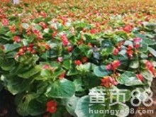 青州市好全花卉苗木種植專業合作社