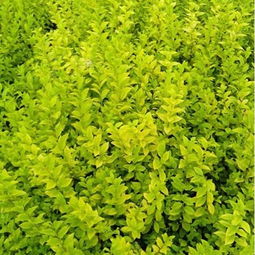 青州金葉女貞價格 青州市志超花卉苗木專業合作社 四季草花,水生植物,綠化苗木,地被植物,種
