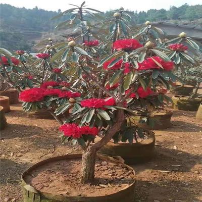 秦皇島盆栽大樹杜鵑苗木種植技術好