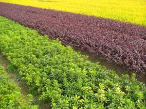 園林植物_長沙縣跳馬鎮鴻吉苗圃-