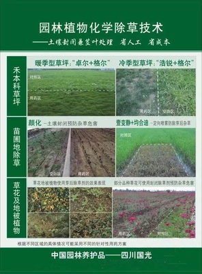 花木商情植保|桂花樹葉片發黃的“真相”-桂花紅蜘蛛的發生與防治