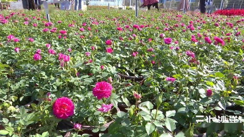 沙洋市苗木花卉產業發展綜述