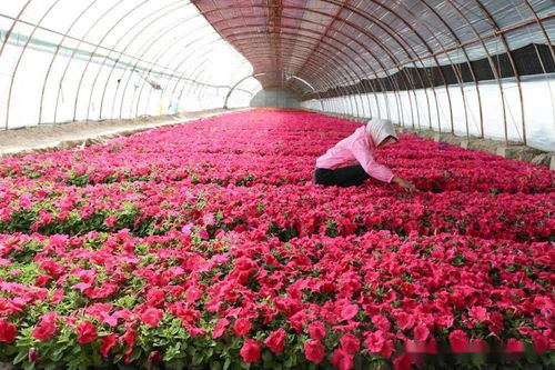 新疆兵團二師 開都河畔 花經濟 帶給職工 花樣幸福