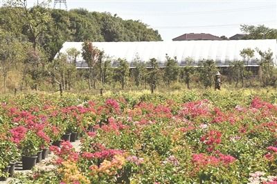 鷹潭市人民政府 今日鷹潭 發(fā)展花卉苗木產業(yè)鼓起村民 錢袋子