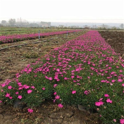 孔雀草花海種苗種植批發(fā)產地在哪里