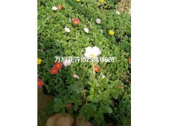 青州太陽花種植基地!青州萬旭花卉苗木基地供應產品青州市萬旭花卉苗木專業(yè)合作社 - 艾特貿易網商鋪展示
