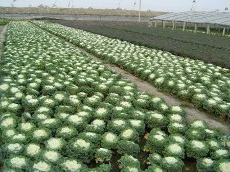 山東草花種植基地 青州市錦程花卉苗木種植專業合作社 宿根花卉基地,盆栽花卉