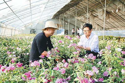 鄉土人才在苗木基地傳授花卉種植技術