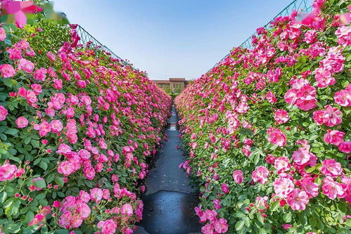身邊榜樣 雙百雙創 ▏花木界 明星 的華麗逆襲 記濰坊市勞動模范朱紹遠