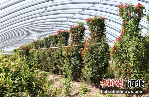 河北定州 鮮花經濟 富農家