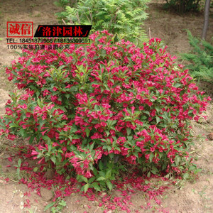 【園林苗木種植】園林苗木種植價格/圖片_園林苗木種植批發(fā)/采購_園林苗木種植廠家/供應(yīng)商