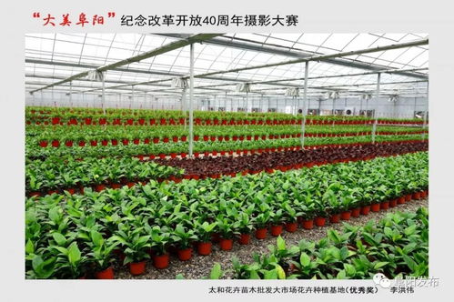 40年,阜陽的71個(gè)精美瞬間