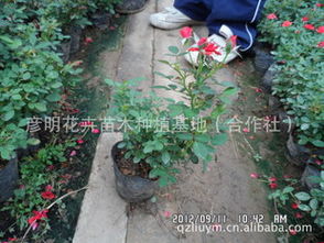 微型月季,月季精品,微型月季報價,優質微型月季