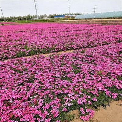 【芝櫻 常年種植綠化小苗宿根福祿考盆栽 園林景區綠化】 - 青州市雙科花卉苗木專業合作社