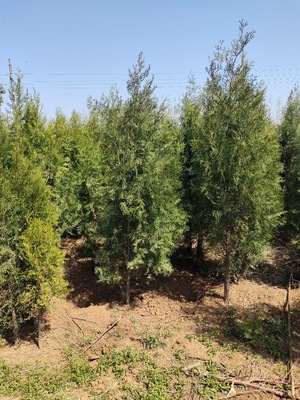 側柏種植基地 長秀花卉苗木基地 現挖現賣