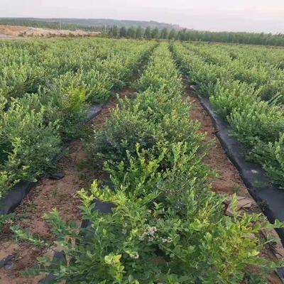 三年生露天優瑞卡藍莓苗基地直銷3年的優瑞卡藍莓苗華勤苗木