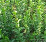 優(yōu)質(zhì)衛(wèi)矛首推青州森源花卉苗木 衛(wèi)矛種植基地-青州市森源花卉苗木提供優(yōu)質(zhì)衛(wèi)矛首推青州森源花卉苗木 衛(wèi)矛種植基地的相關(guān)介紹、產(chǎn)品、服務(wù)、圖片、價(jià)格衛(wèi)矛、小區(qū)綠化用苗、綠化工程用苗、小區(qū)綠化樹苗、青州綠化苗木基地、濰坊道路綠化樹苗、