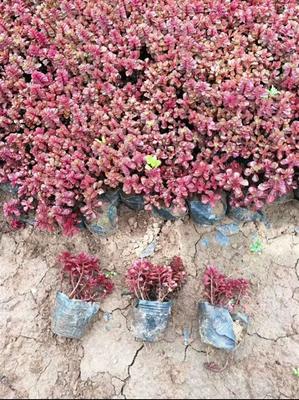 廣西三七景天種植基地 青州向陽(yáng)花卉苗木