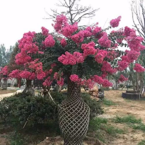 火焰南天竹報價 火焰南天竹 泰安東楓園林 多圖