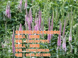 濟寧羽衣甘藍,秀崗花卉苗木 在線咨詢 ,羽衣甘藍種植培育基地