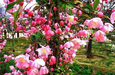 有院子定不能錯過的 4種花木 ,花開滿樹,真是美麗